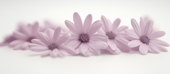 Cineraria flowers arranged in a delicate line against a soft white background showcasing their gentle purple hues and intricate petals.