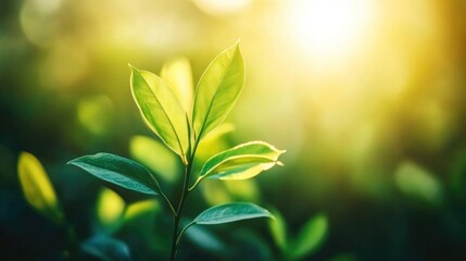 Obraz premium Vibrant green leaves on a branch illuminated by sunlight with a soft blurred background creating a serene natural atmosphere