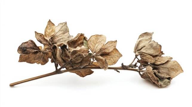 Dried sweet huck branch arranged on a clean white background showcasing natural textures and muted colors for decorative use