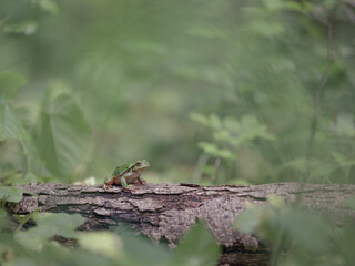 Oriental tree frog (Hyla orientalis)