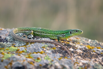 East Aegean Green Lizard (Lacerta diplochondrodes dobrogica) female