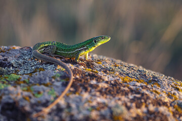 East Aegean Green Lizard (Lacerta diplochondrodes dobrogica) female