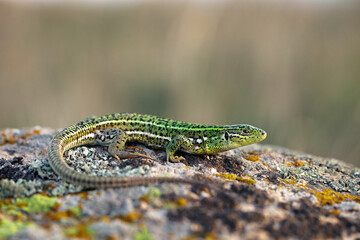 East Aegean Green Lizard (Lacerta diplochondrodes dobrogica) female