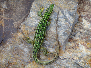 East Aegean Green Lizard (Lacerta diplochondrodes dobrogica) female
