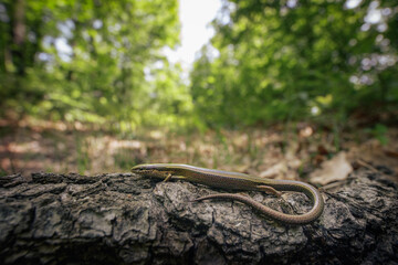European copper skink (Ablepharus kitaibelii)