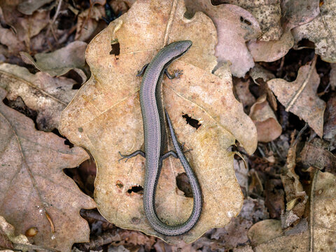 European copper skink (Ablepharus kitaibelii)