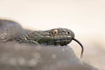 Dice snake (Natrix tessellata)