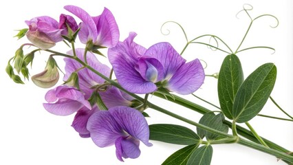 Stunning Purple Sweet Pea Flower Isolated on Transparent Background for Floral Design, Botanical Illustrations, Nature Inspired Projects, High Quality, Vibrant Colors, Detailed Floral Art