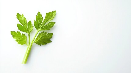 Fresh organic celery leaf isolated on white background highlighting its vibrant green colors and distinct leaf structure for culinary use.
