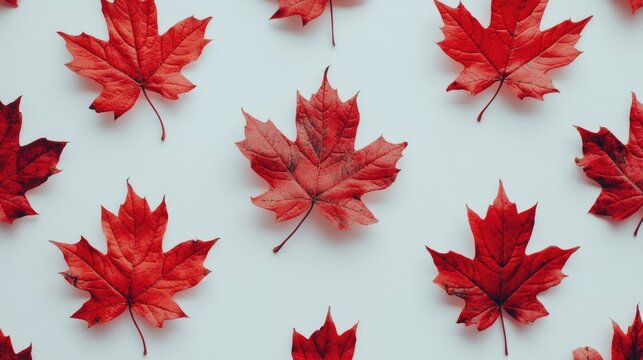 Red autumn maple leaves arranged artistically on a clean white background showcasing nature's seasonal beauty and vibrant colors.