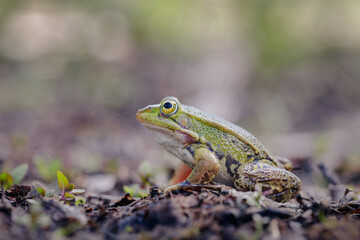 Pool frog (Pelophylax lessonae)
