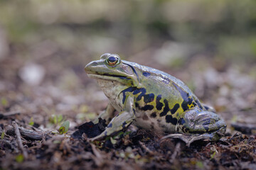 Pool frog (Pelophylax lessonae)