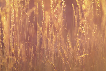 Fototapeta premium Blades of grass backlit by the setting sun