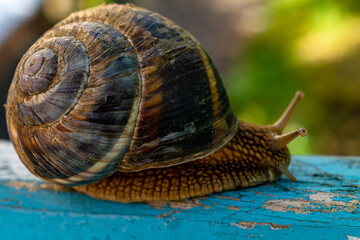 The snail is crawling. A snail with a large shell, close-up crawling over fallen broken tree branches on a sunny day.