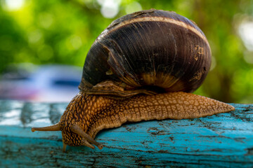 The snail is crawling. A snail with a large shell, close-up crawling over fallen broken tree branches on a sunny day.