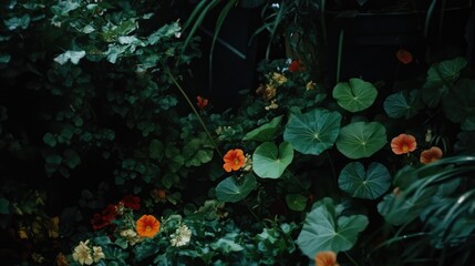 Nasturtium flowers blooming in lush home garden landscape showcasing vibrant colors and rich greenery