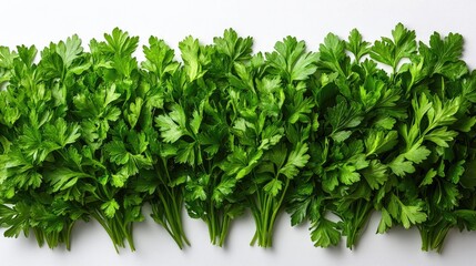 Obraz premium Fresh parsley bunches arranged neatly on a clean white background highlighting vibrant greenery and culinary freshness