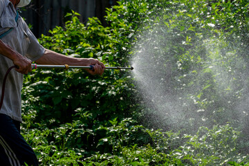 A farmer sprays green vegetable plants in the garden with herbicides, pesticides or insecticides.