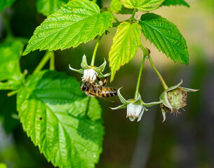 The honey bee pollinates raspberry flowers. A blurred summer background with raspberry blossoms and bees. Beautiful wallpapers. soft focus.