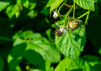 The honey bee pollinates raspberry flowers. A blurred summer background with raspberry blossoms and bees. Beautiful wallpapers. soft focus.