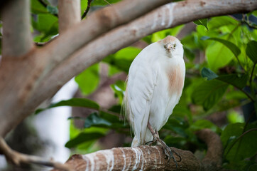Weißer Paradiesvogel. Greifvogel auf einem Ast