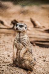 Ein Erdmännchen aufgerichtet auf dem Sandboden