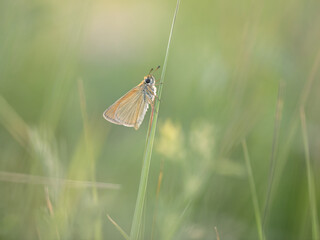 Essex skipper (Thymelicus lineola)