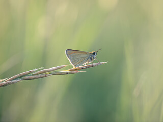 Essex skipper (Thymelicus lineola)