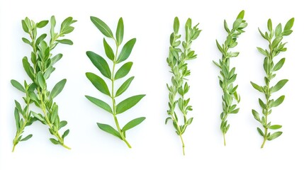Obraz premium Andrographis paniculata herbal capsules with fresh leaves arranged on a white background for medicinal and wellness concepts