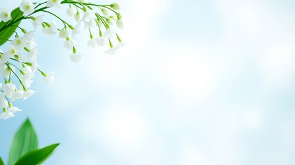 Fototapeta premium Delicate White Blossoms on a Soft Blue Background, Perfect for Springtime Designs or Announcements