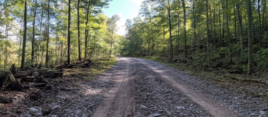 Obraz premium Scenic gravel road through lush green forest inviting peaceful strolls in nature