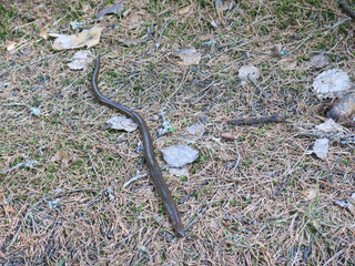 Common copperhead (lat. Coronella austriaca) in the forest