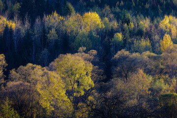 Colors of autumn in the Oriental Carpathians, Romania