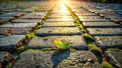 Stone pathway lined with vibrant green moss, a single leaf resting in the sunlight's embrace