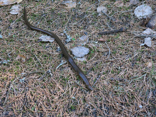 Common copperhead (lat. Coronella austriaca) in the forest