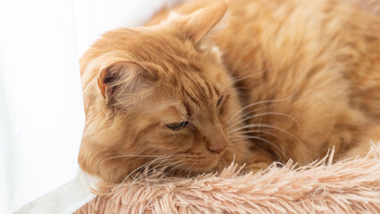 窓辺でくつろぐ可愛い猫　茶トラ猫