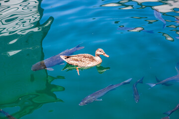 Duck Floating at the Lake