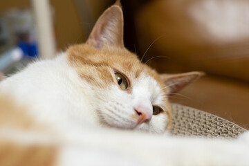 室内でのんびり暮らす可愛い猫　茶トラ白