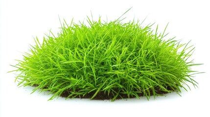Fototapeta premium Lush vibrant green grass with rich dark soil isolated on a clean white background for landscaping and gardening concepts