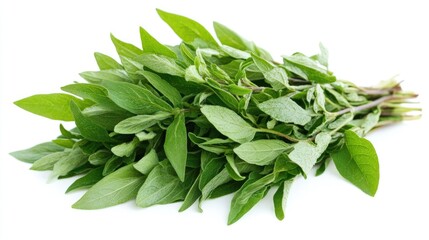 Fresh Nan Chao Wei herb leaves known for potential diabetes benefits isolated on a white background ideal for health and wellness concepts