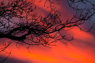 silhouette of a tree in sunset, nacka,sverige,sweden,mats,red,stockholm