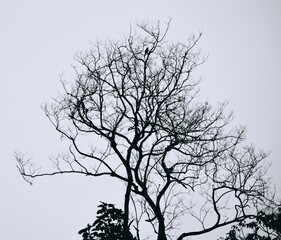 The tree and the solitary bird