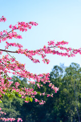 Silk floss trees bloom brilliantly in the garden.


