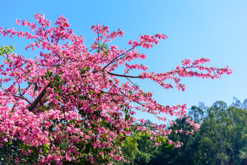 Silk floss trees bloom brilliantly in the garden.


