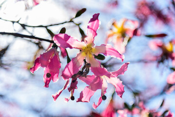 Silk floss trees bloom brilliantly 












