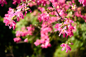 Silk floss trees bloom brilliantly 












