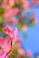 Silk floss trees bloom brilliantly 













