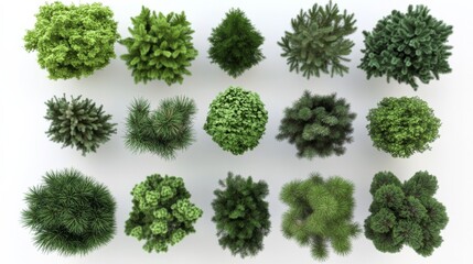 Collection nine different types pine trees arranged grid-like set of tree