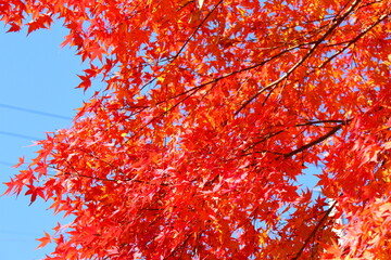 青空に映える紅葉の美しさ