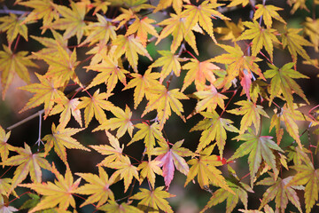 autumn leaves background